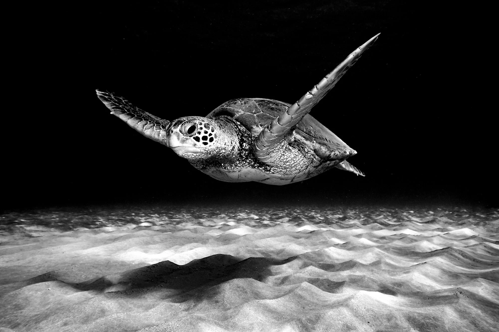 Flight of the Turtle B&W
