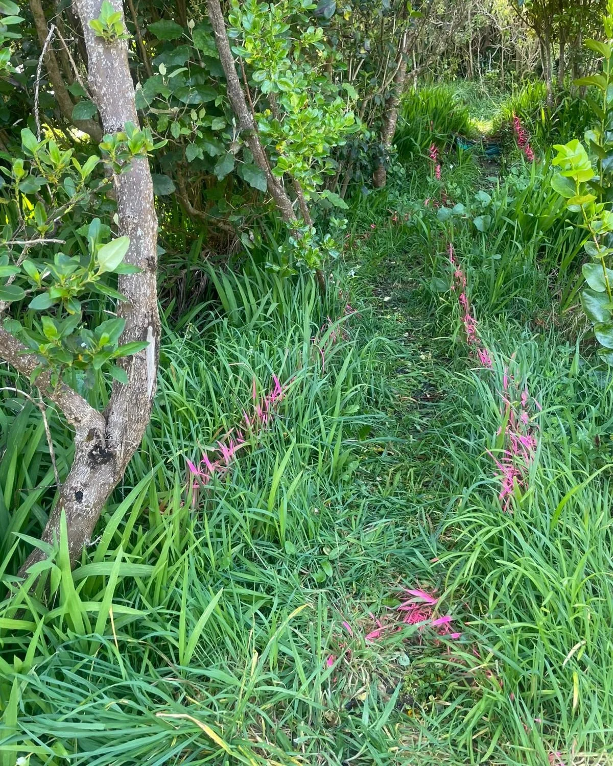 We always love revisiting a Ground Up Home and catching up with our awesome past clients! 🙌
This time, with a backyard glow-up ✨🌱
Swipe to check out the before and afters!

#GroundUpHomes #BackyardTransformation #BeforeAndAfter #OutdoorLiving
