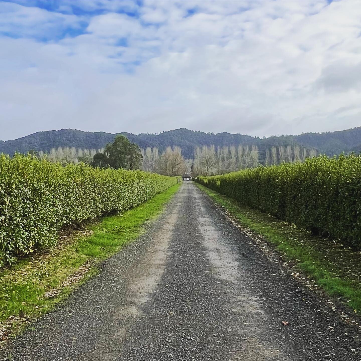 A nice sharpen up for this hedge-lined driveway. 🌳✂️

Thinking yours needs a bit of the same? Contact us on 0210634474 or visit our website at www.60degrees.co.nz