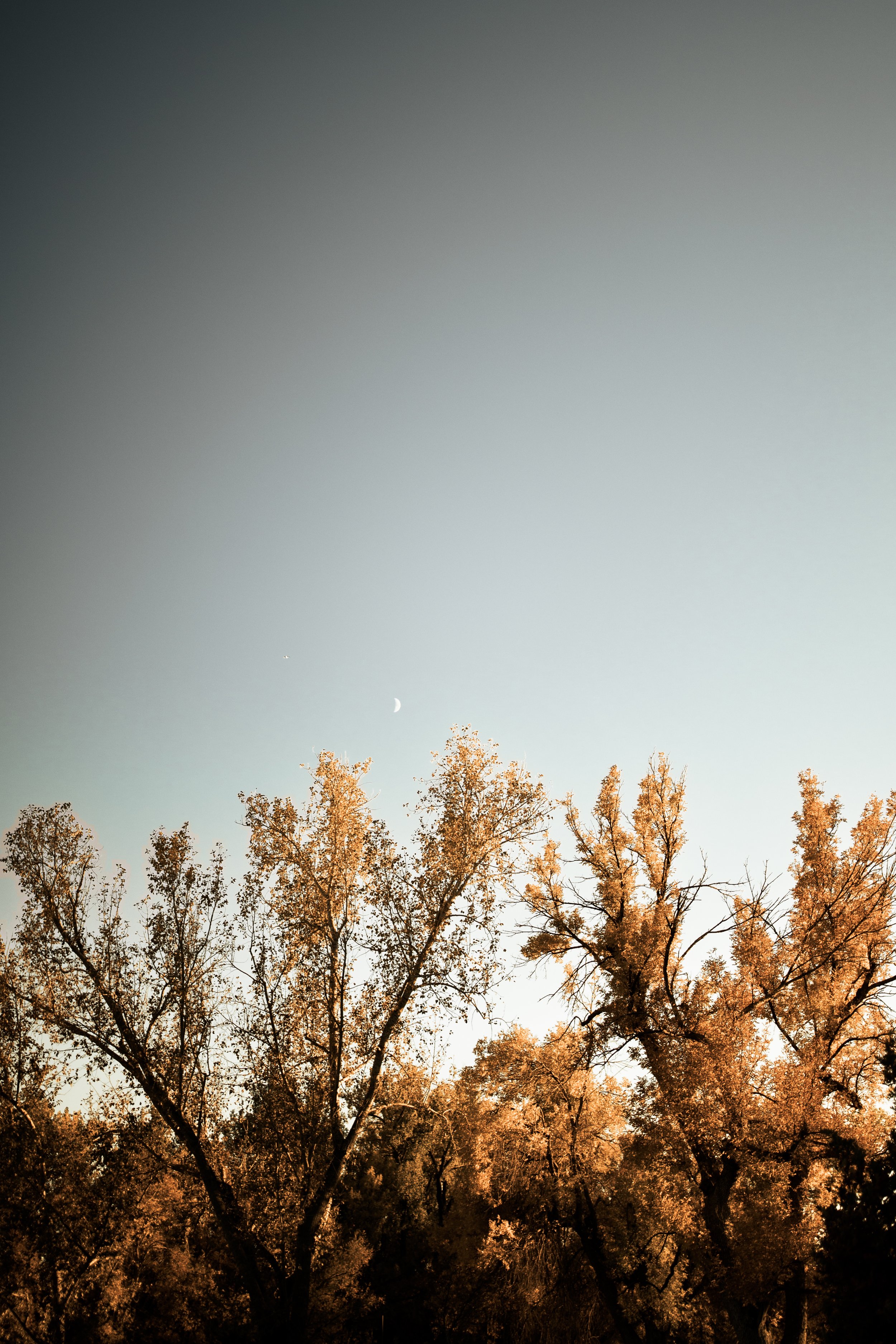 The-Barn-at-Raccoon-Creek-Wedding-231.jpg