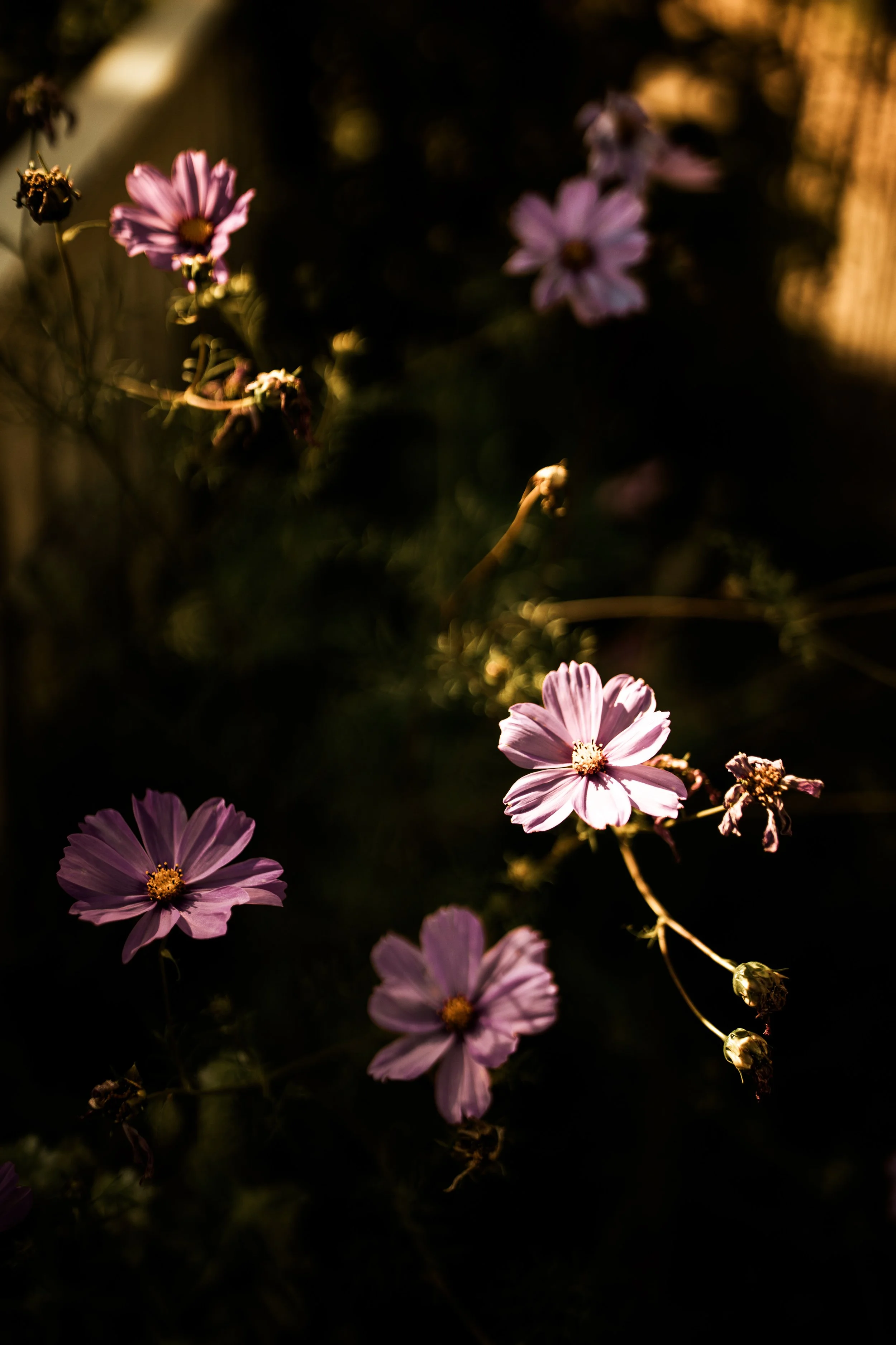 Ya-ya-farm-and-orchard-wedding-3.JPG