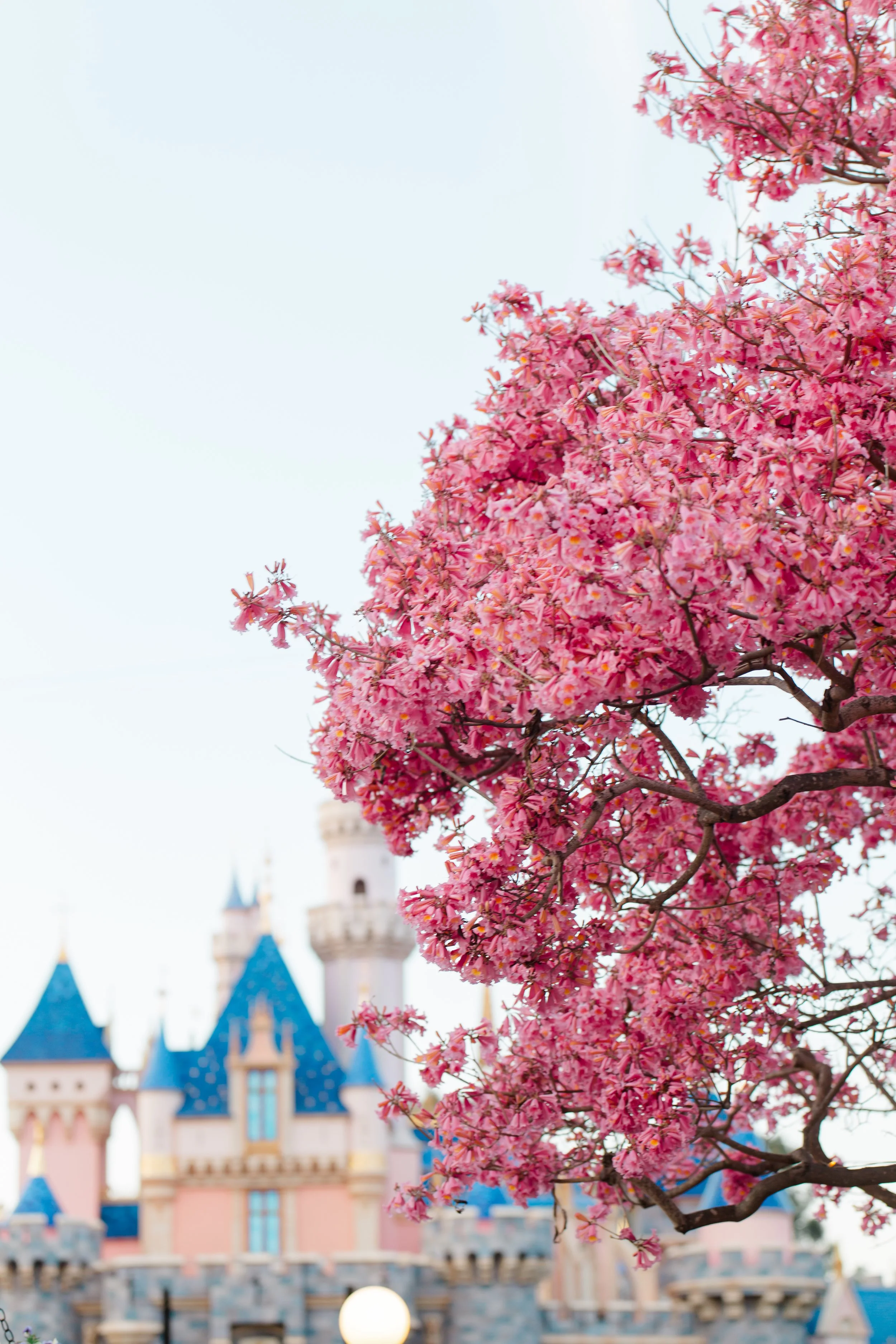 springtime disneyland engagement