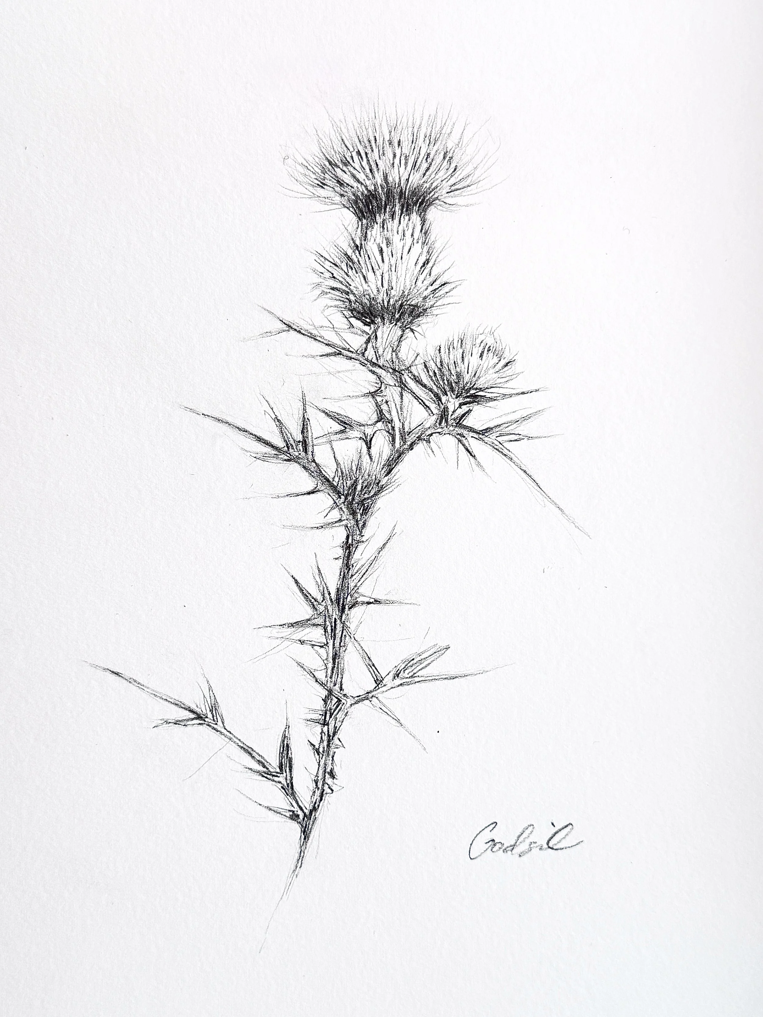 Thistle.JPG