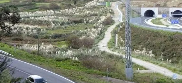 O PSOE de Arteixo esixe o cumprimento da moción socialista aprobada en 2021 para erradicar as especies invasoras como a herba da pampa