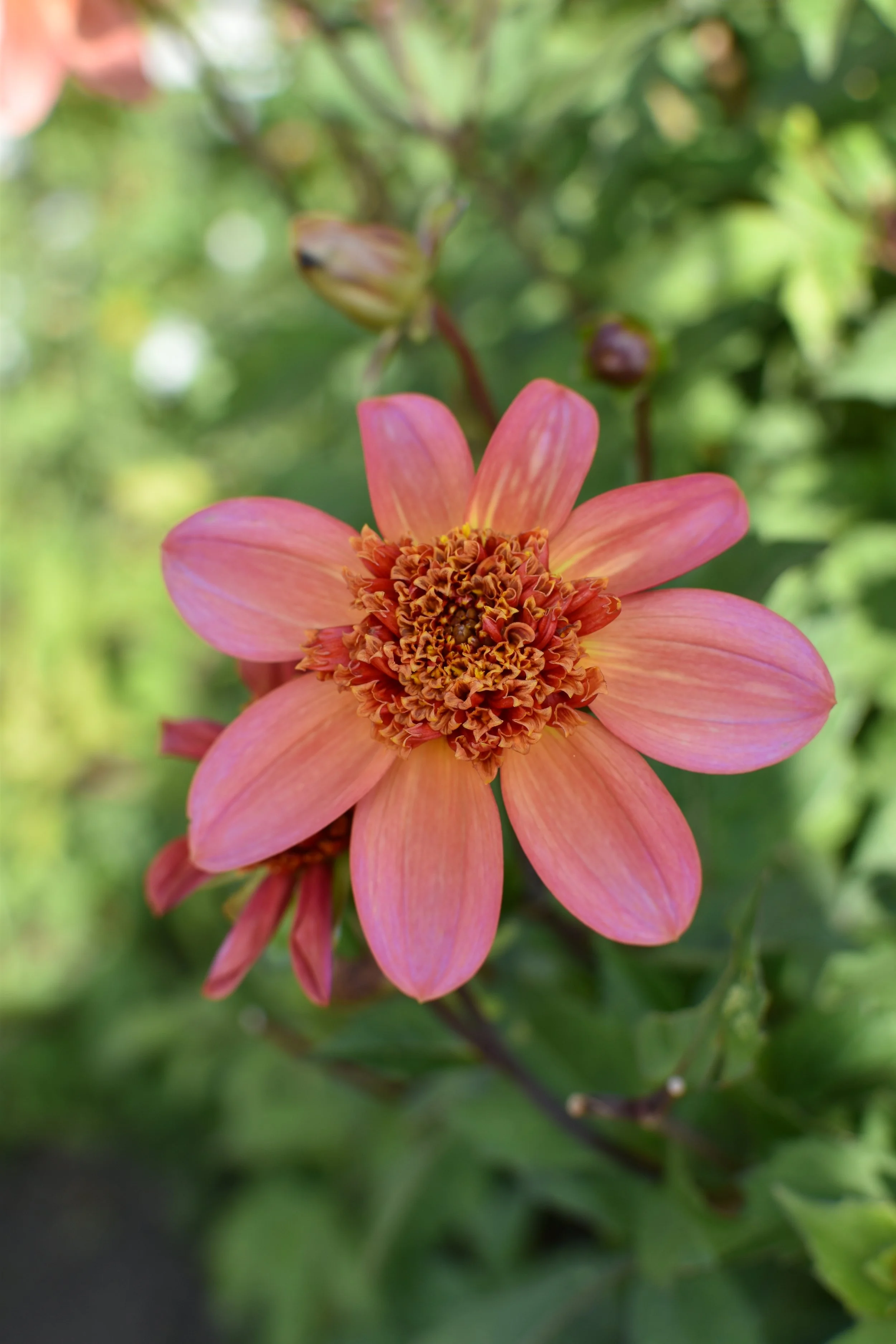 Amisfield Walled Garden, Haddington, Scotland