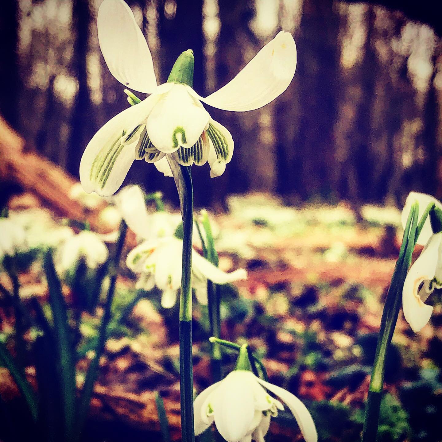 #snowdrop #woods #spring #walk #nature #chill