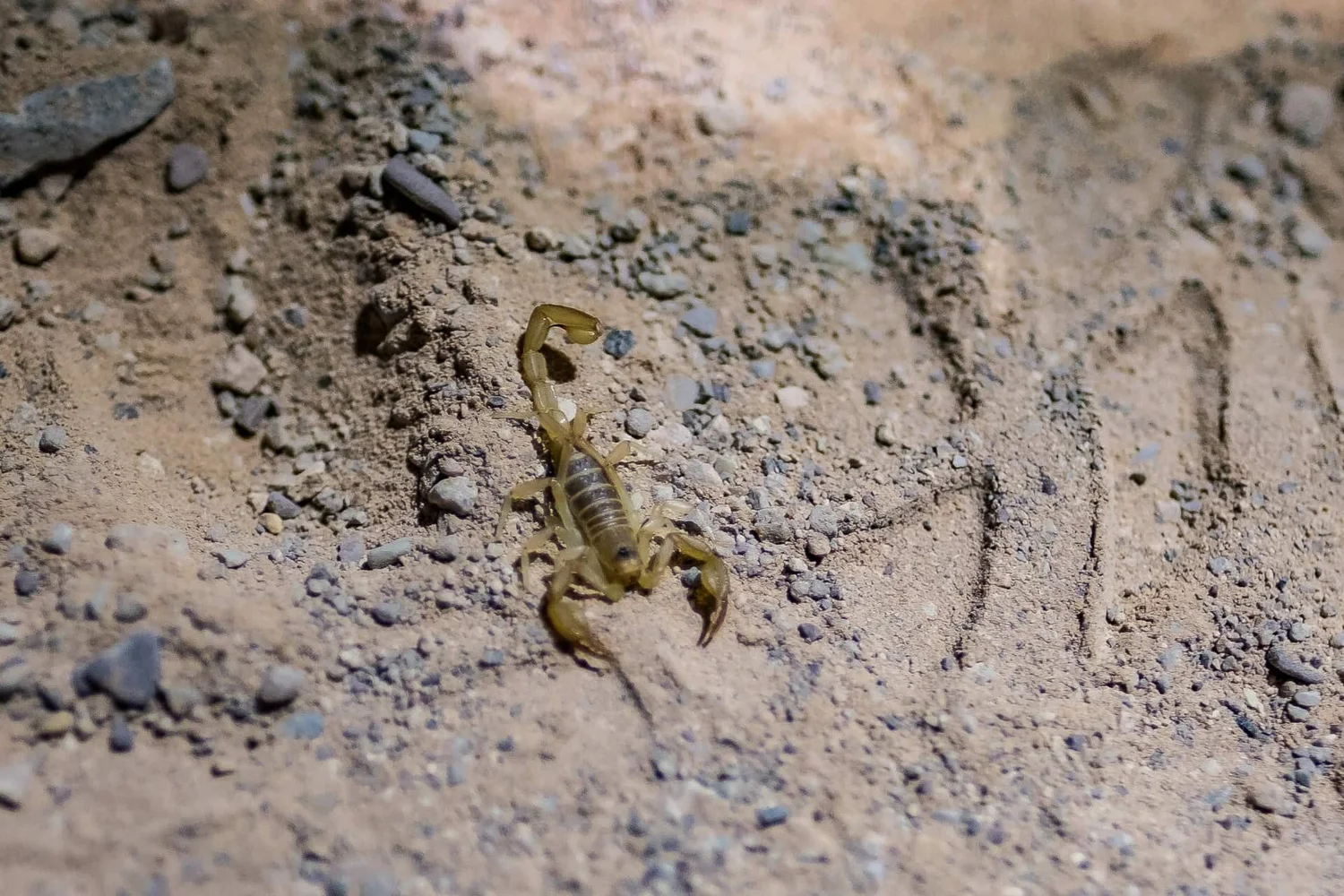 Night sky photography — Milky Way galactic core