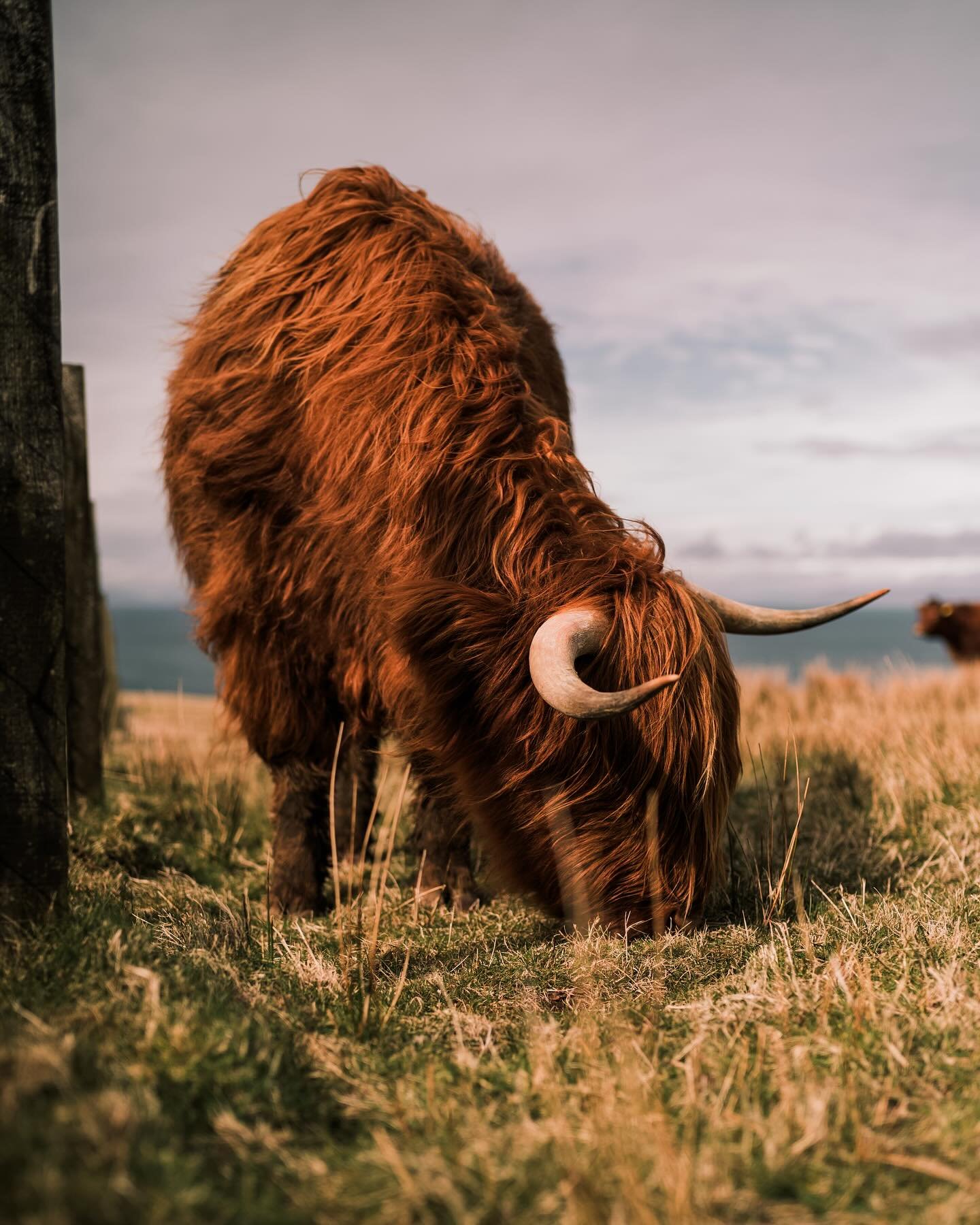 We saw many creatures on the Isle of Skye. Hares, stags, hawks, herons, goats, so many sheep... Though none quite as adorable as the Highland Coos. Yes, here they call them 'Coos' not Cows.
.
.
.
#leica #leicam10 #isleofskye #highlandcoo #highlandcoo