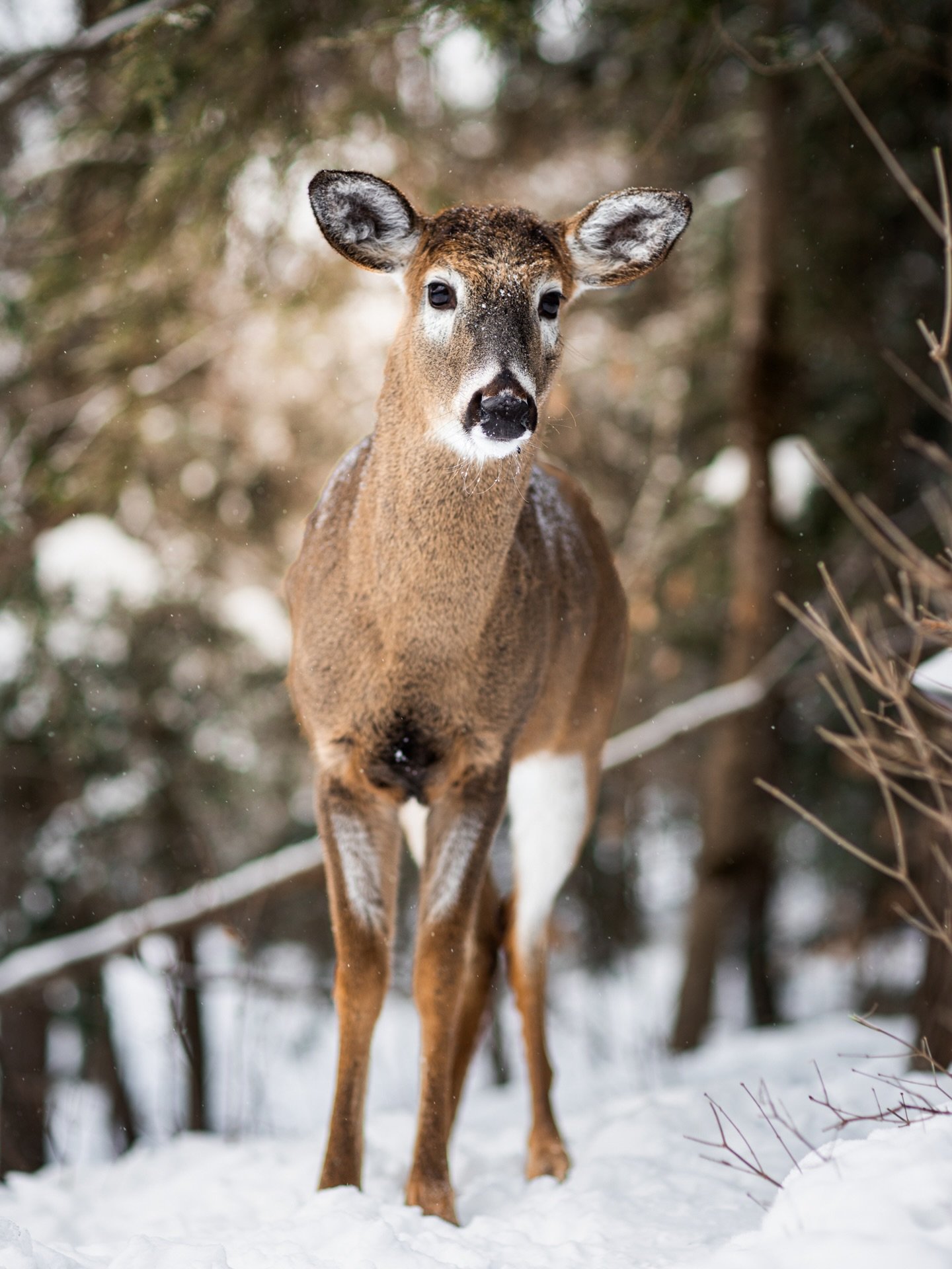 This young male deer had been visiting our house for the last couple of winters. Last year with his mother and sibling, this winter on his own. He is not very shy, and enjoys eating the sunflower seeds from the bird feeders. He also likes it when I g