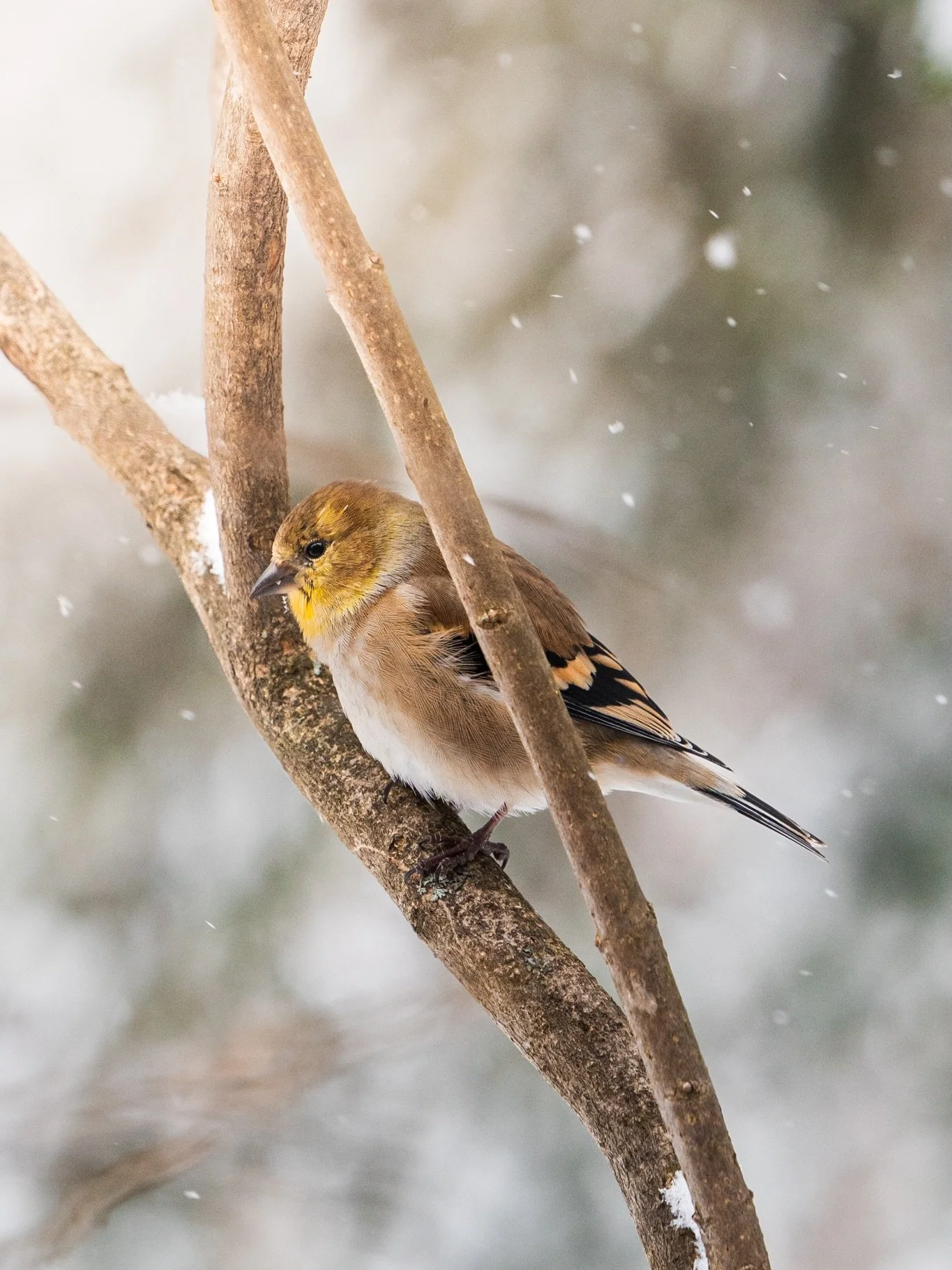 Sometimes my favourite part of the day is simply watching the birds outside our living room window. Yesterday the snow was gently falling and it created a beautiful atmosphere, as the birds darted about from the feeders to the branches of the lilac t