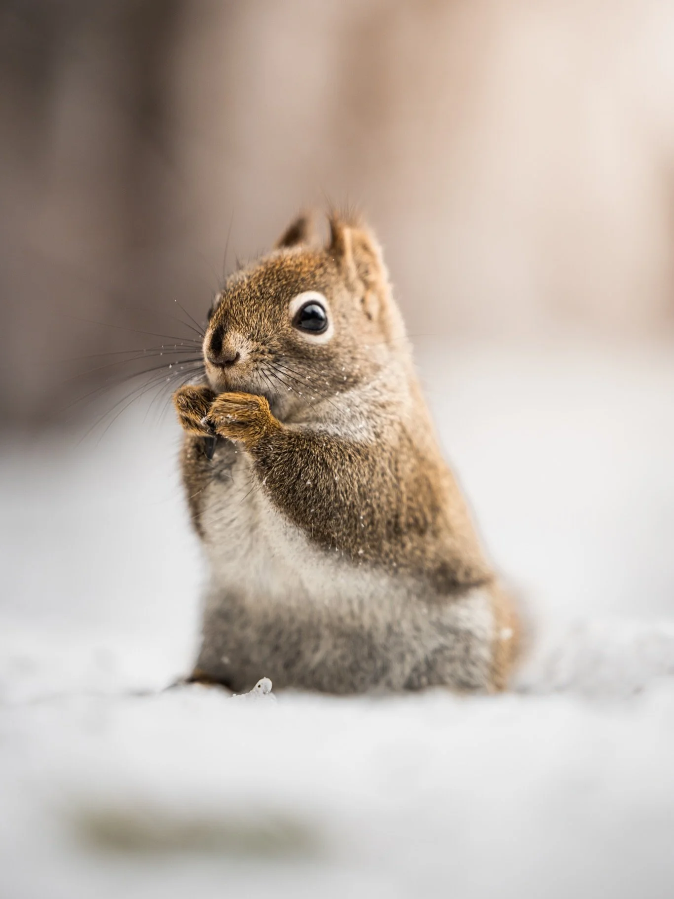 My little friend, enjoying a sunflower seed snack.
.
.
.
#canonr5markⅱ #canonr5ii