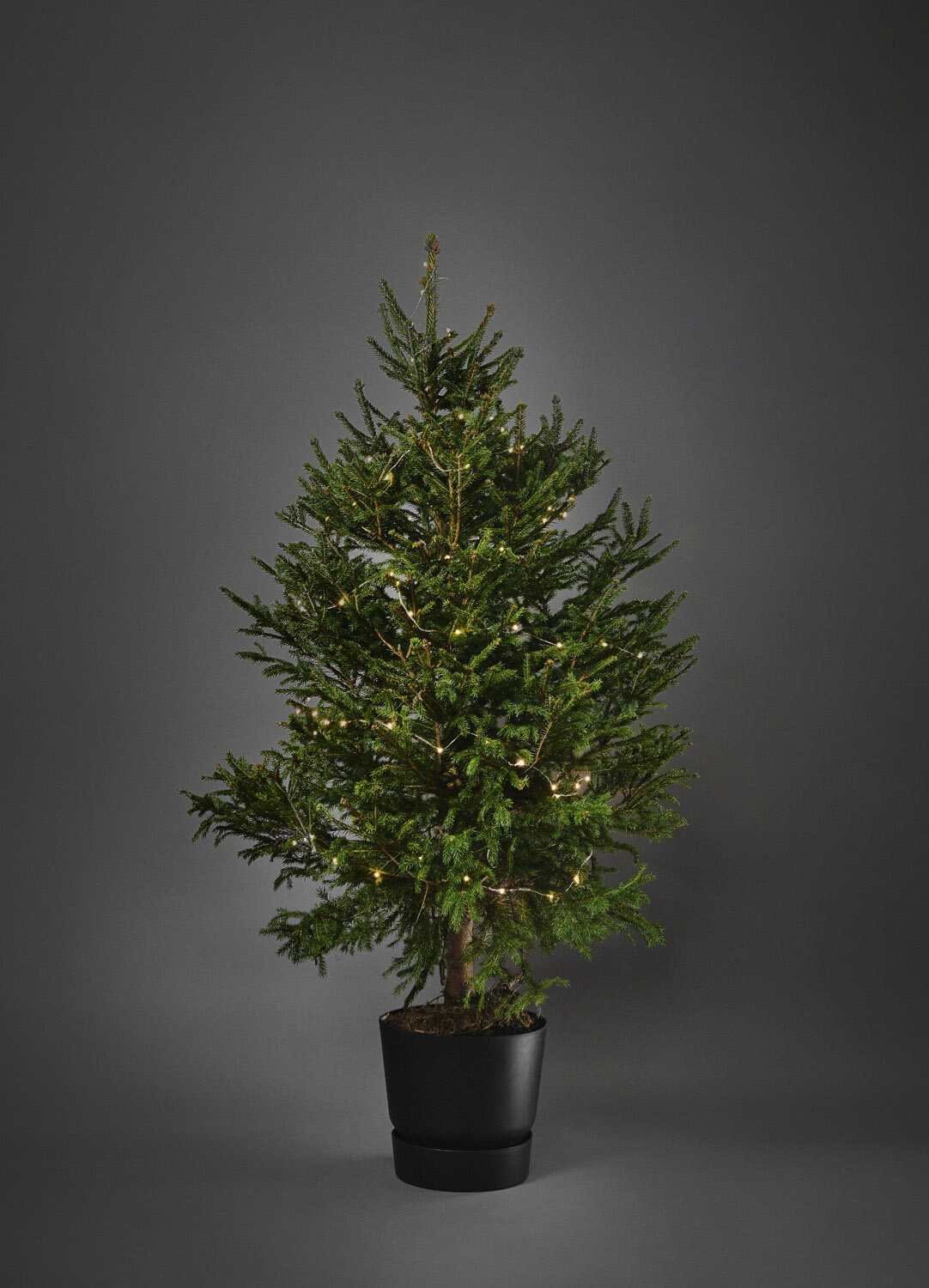 4-5ft Christmas tree (£50 + £15 refundable deposit)