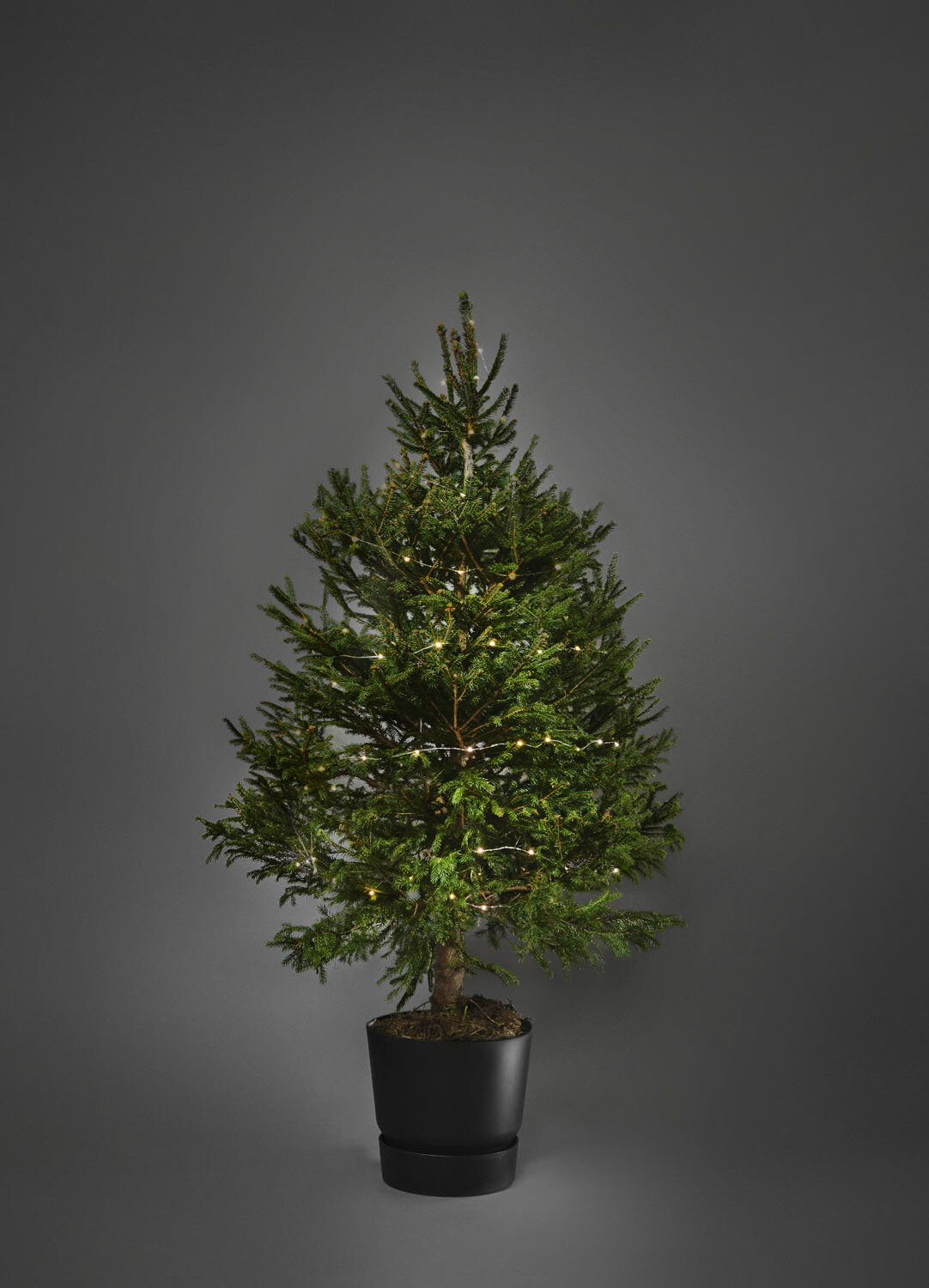 3-4ft Christmas tree (£40 + £15 refundable deposit)