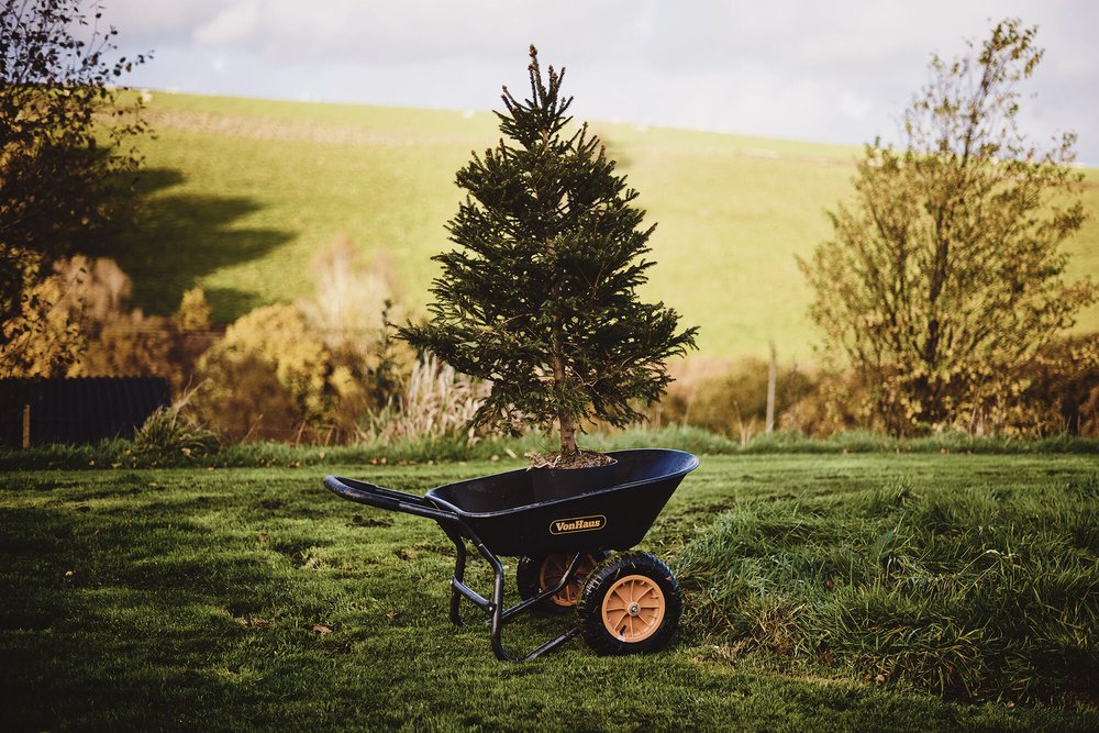 Christmas tree hire. Living Christmas trees. Sustainable Christmas