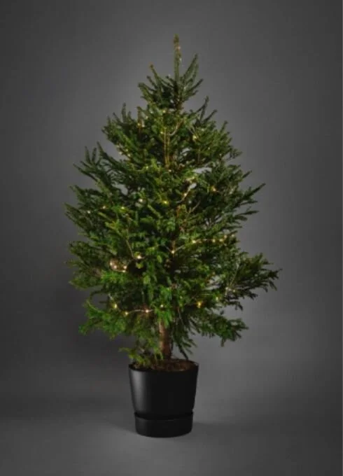 7-8ft Christmas tree (£80 + £15 refundable deposit)