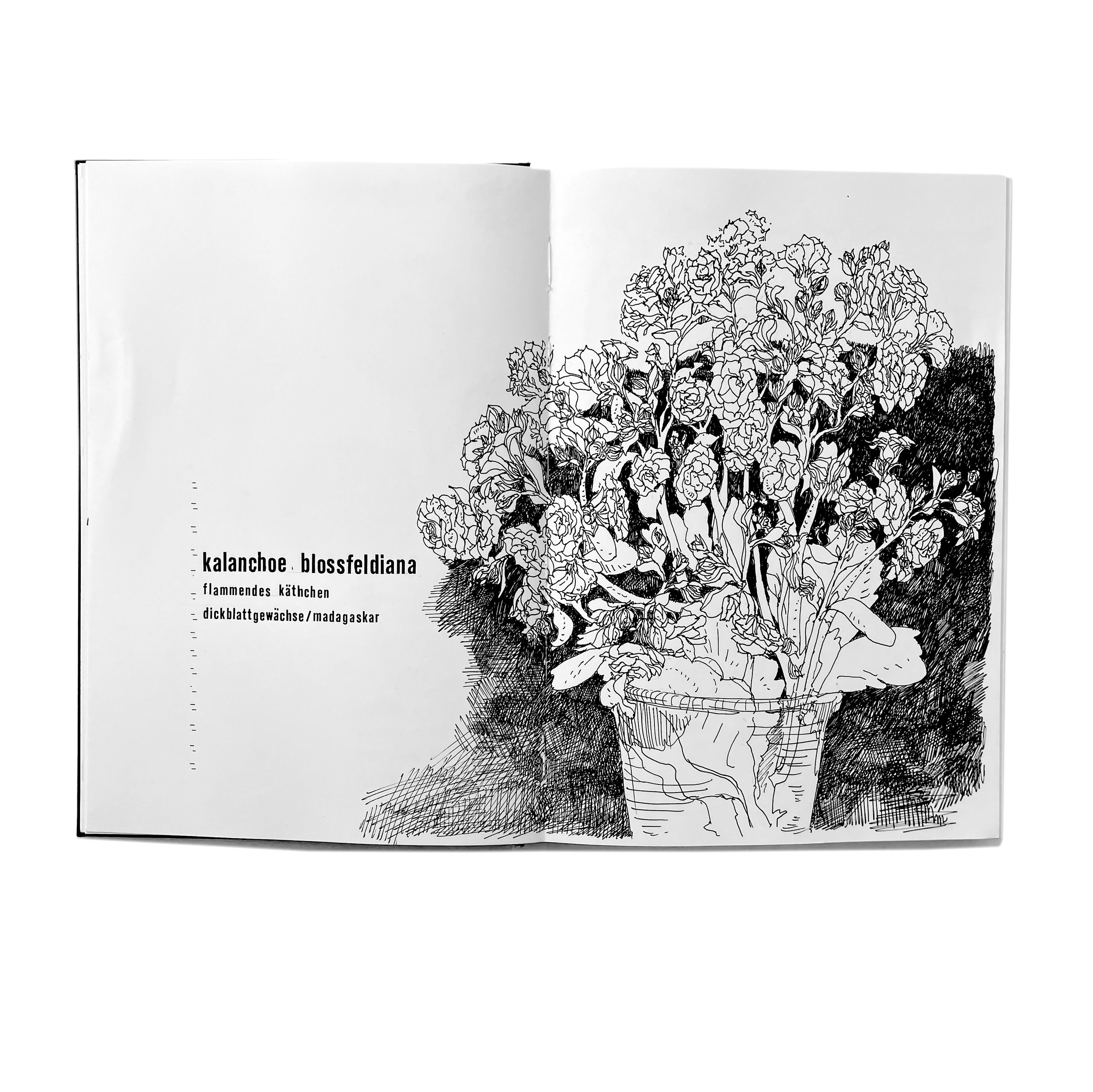 kalanchoe-1-Zeichnung-Skizzenbuch-Brigitte von Arx.jpg