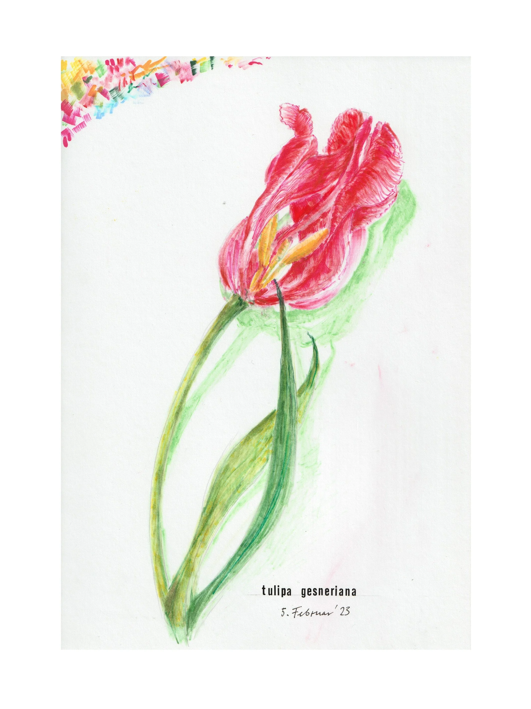 Tulpe-Zeichnung-Skizzenbuch-Brigitte von Arx.jpg