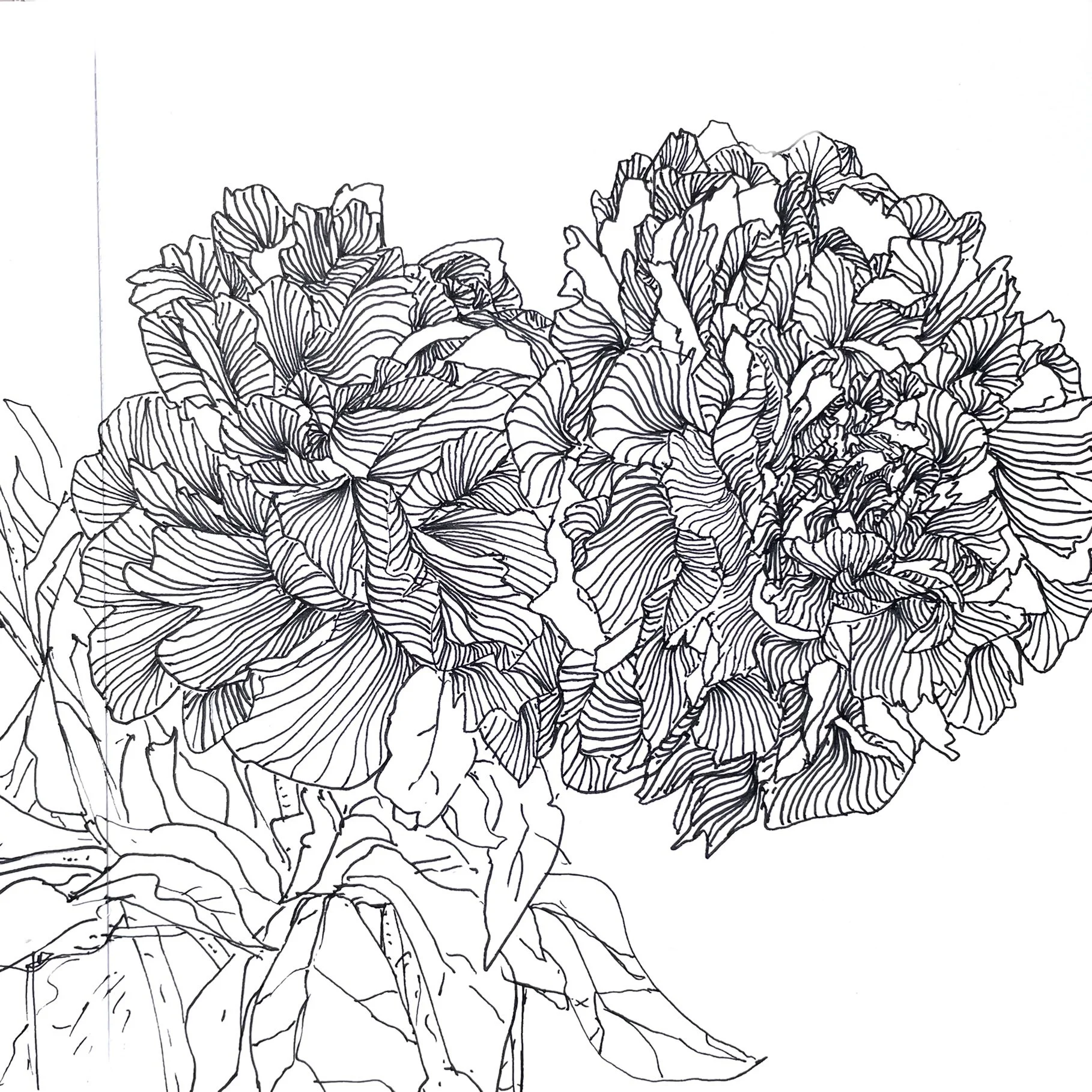 Pfingstrosen-Zeichnung-Skizzenbuch-Brigitte von Arx.jpg