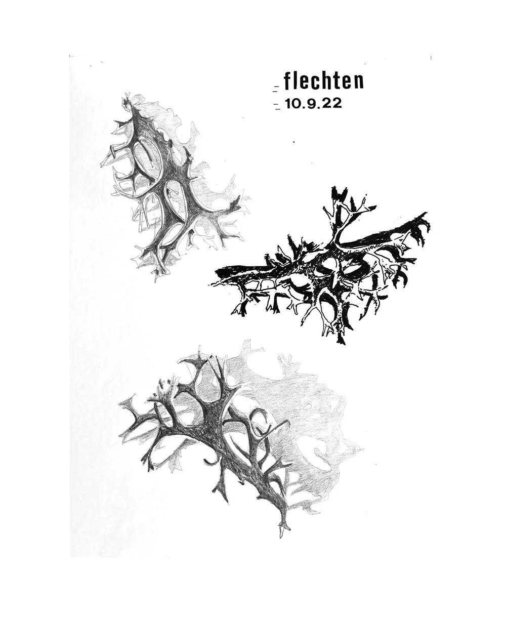 Flechten-2-Zeichnung-Skizzenbuch-Brigitte von Arx.jpg