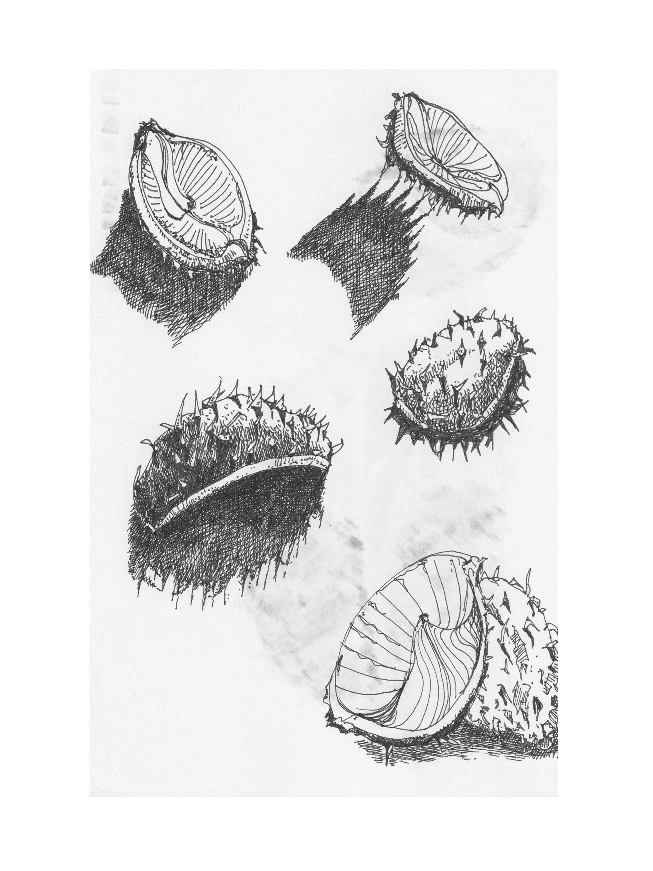 Tannzapfen-3-Zeichnung-Skizzenbuch-Brigitte von Arx.jpg