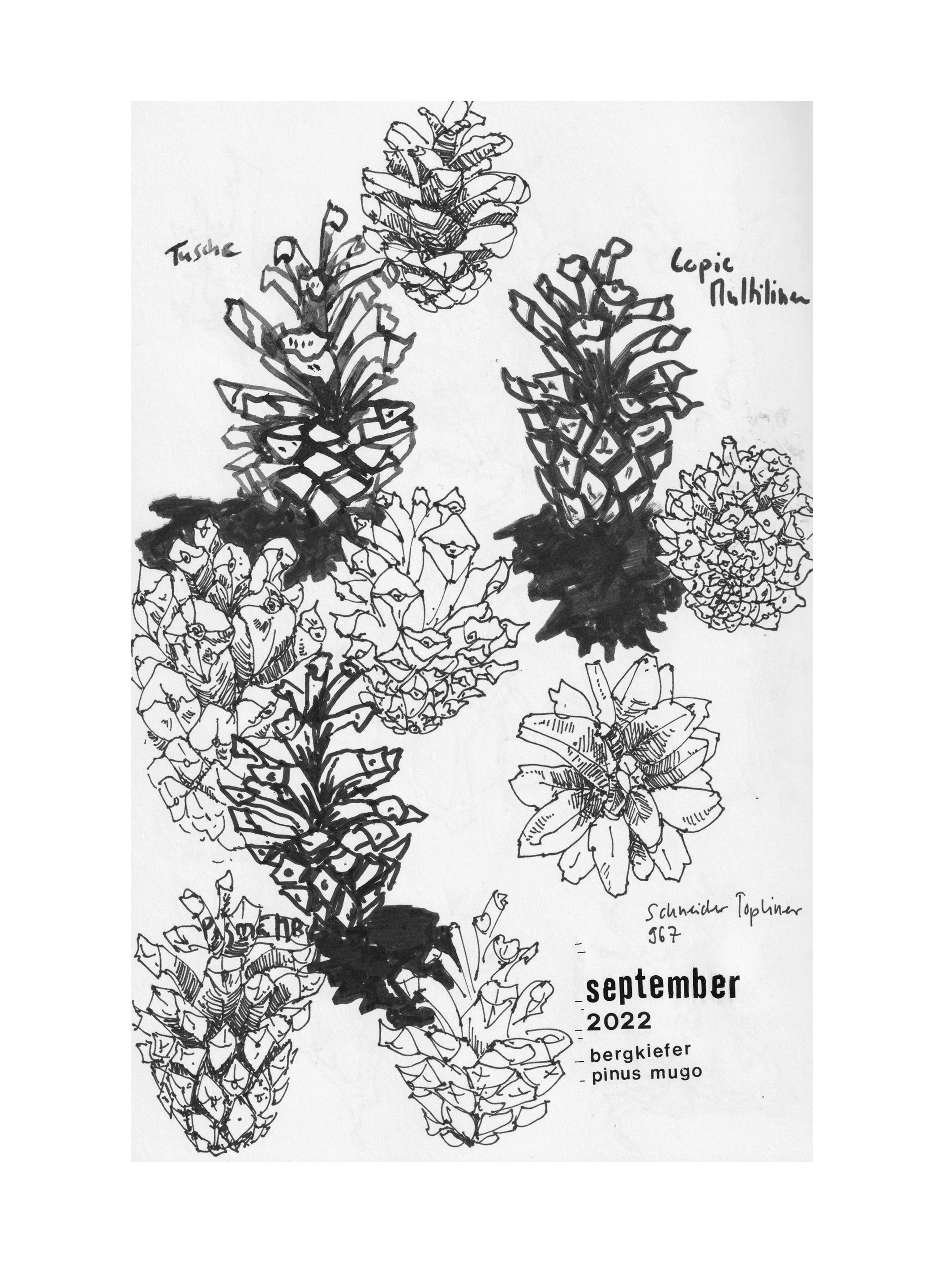 Tannzapfen-4-Zeichnung-Skizzenbuch-Brigitte von Arx.jpg