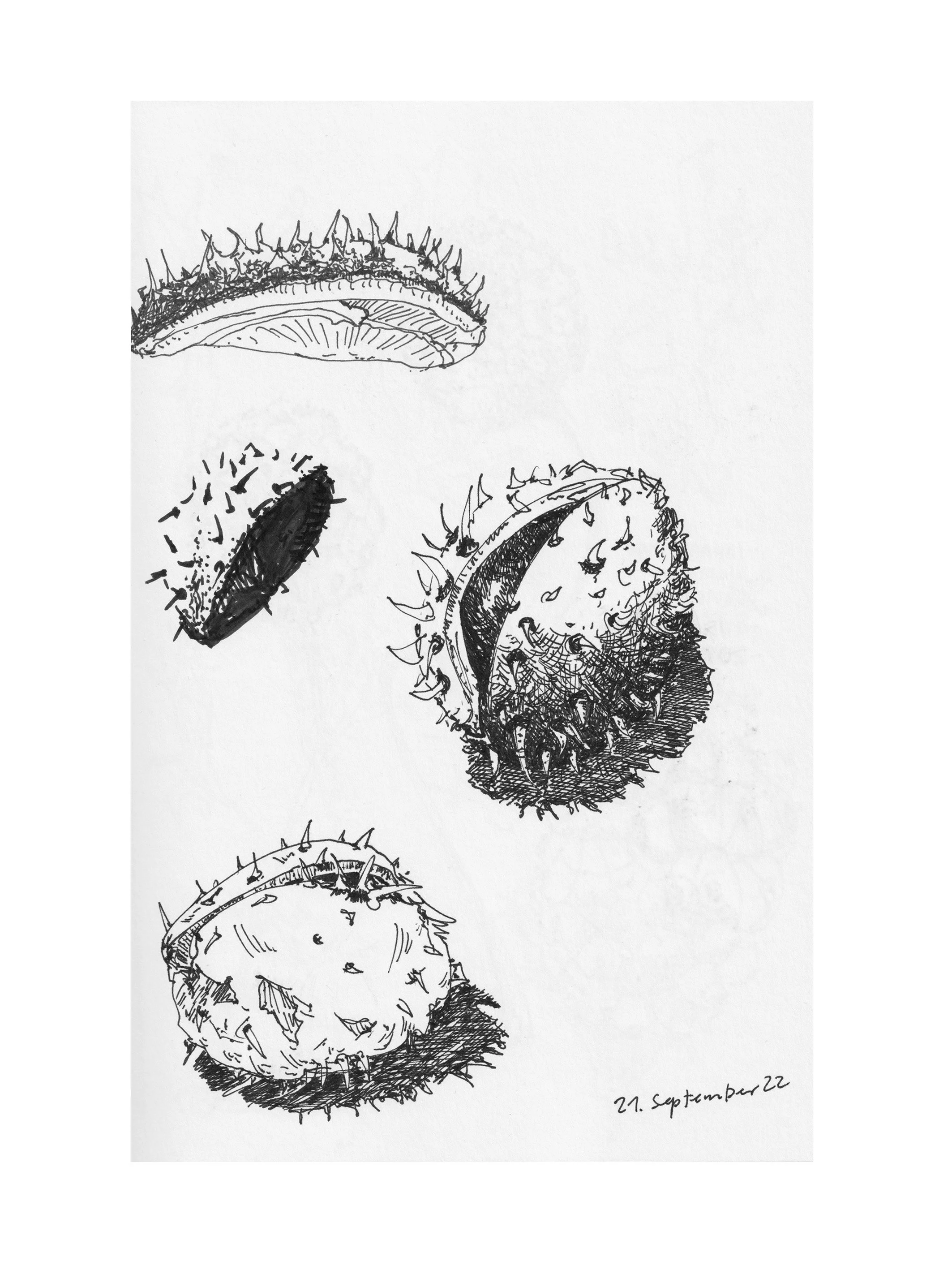 Tannzapfen-Kast-2-Zeichnung-Skizzenbuch-Brigitte von Arx.jpg