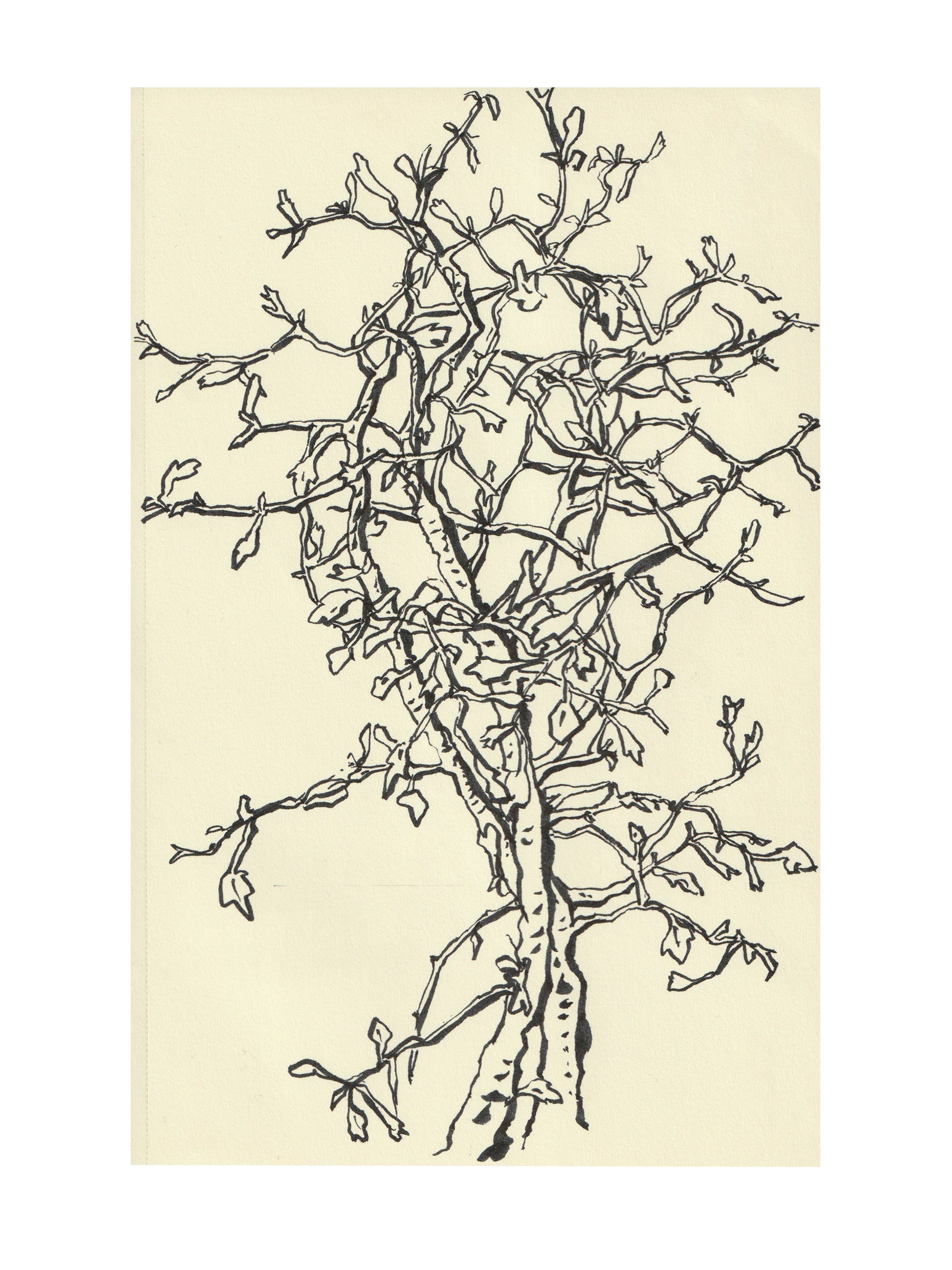 Zickzackstrauch-Zeichnung-Skizzenbuch-Brigitte von Arx.jpg