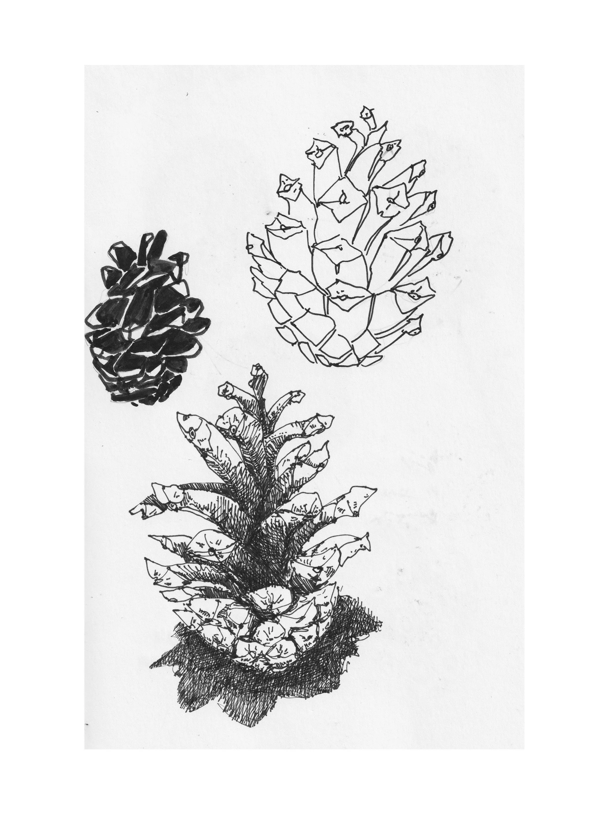 Tannzapfen-Kast-1-Zeichnung-Skizzenbuch-Brigitte von Arx.jpg