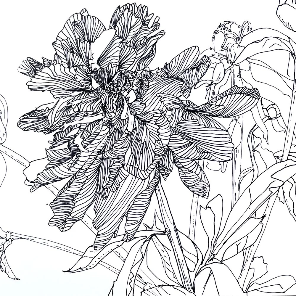 Pfingstrosen-2-Zeichnung-Skizzenbuch-Brigitte von Arx.jpg