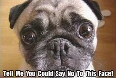 Stuff The Turkey Not Your Pet!