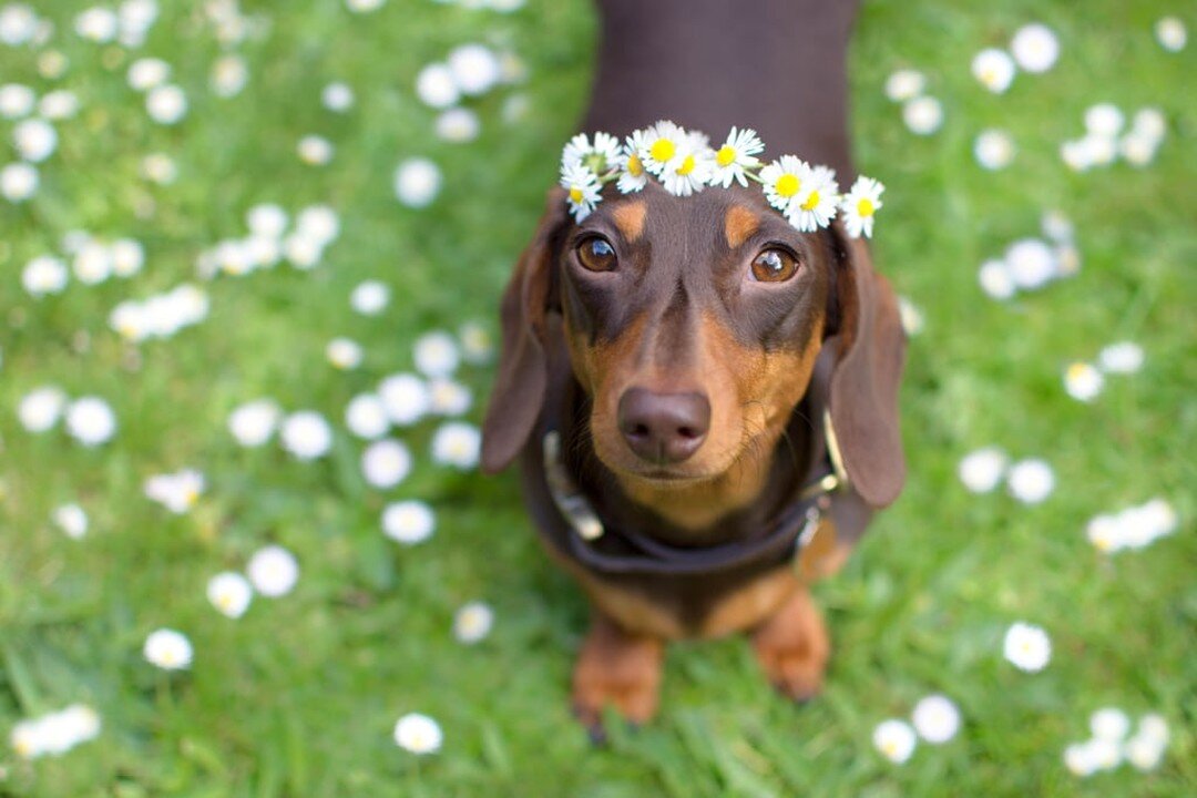 Today is National Dachshund Day and we want to honor those short legged fellers with lots of love and appreciation. We are asking all of our Dachshund friends on Facebook to please share a picture in our comment section of your dachshund/dachshund mi