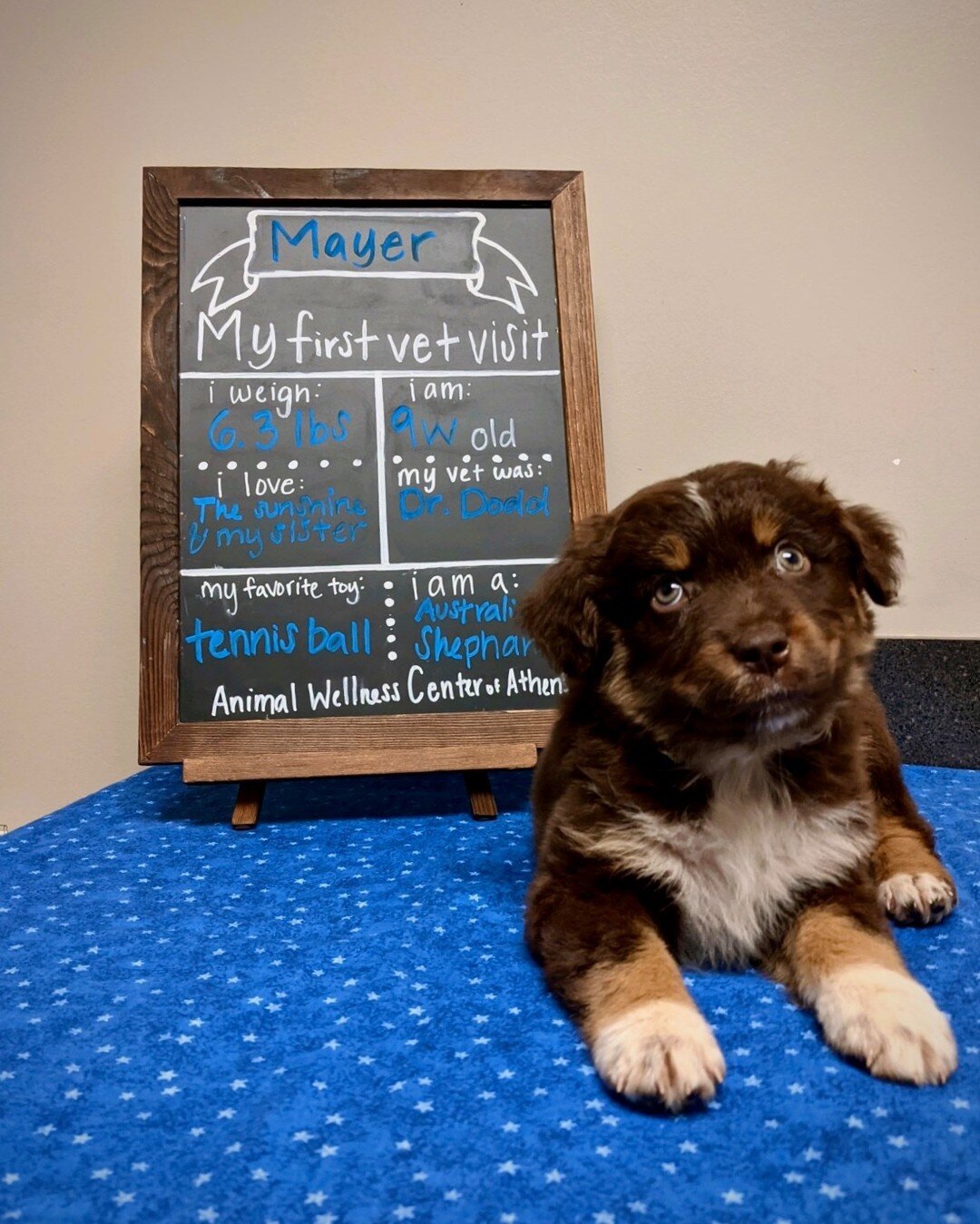 Mayer was such a joy! This little fur ball weighed in at a whopping 6 pounds! He posed for his pictures like such a big boy! Huge thanks to his mom for allowing us to care for sweet Mayer!