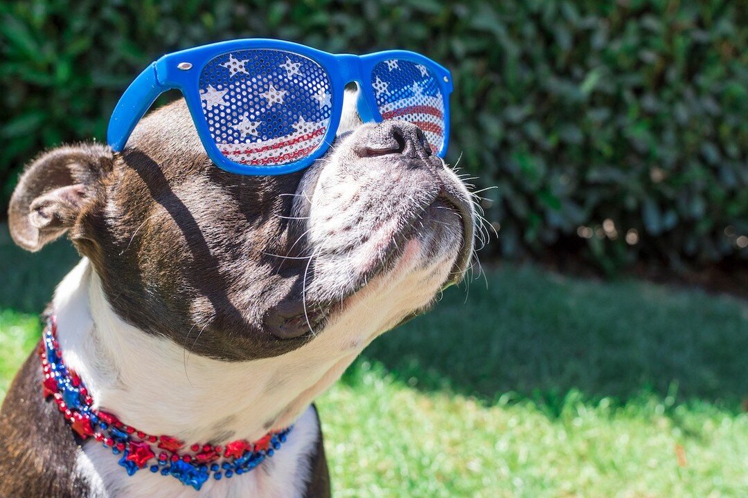 Happy Independence Day everyone! 

We hope you are having a fun, yet safe weekend. Keep in mind, your critters don&rsquo;t understand why the explosions in the air are so awesome, so it can be scary for them! If your animal shows signs of being scare