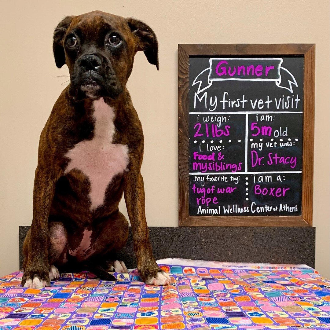 Gunner Stacy makes her grand entrance into our clinic as the newest puppy, and this one is special. Gunner was surprised to find out at her first visit, her mom is her doctor! When she wasn't napping, she was getting cuddles from our staff! Thank you