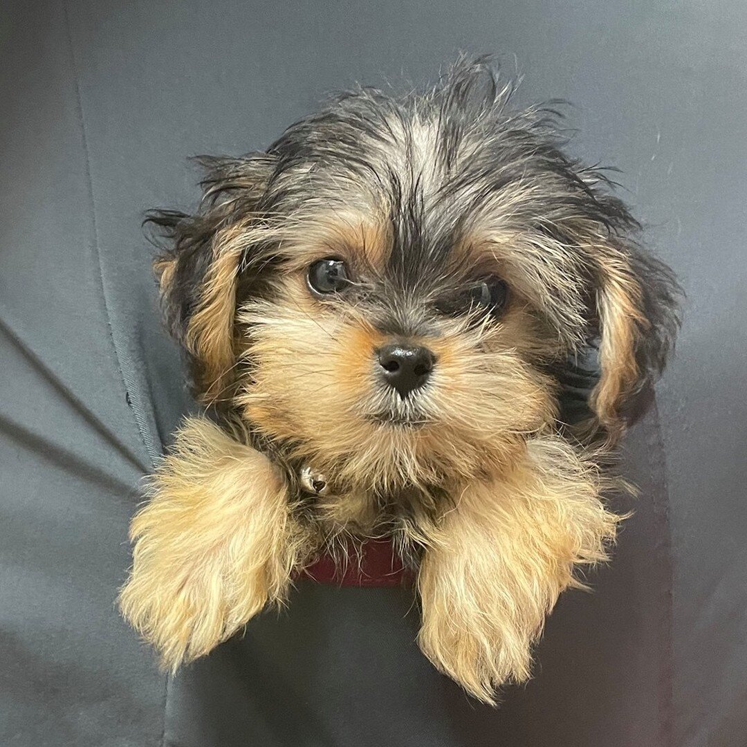 Today we got the pleasure of meeting one of our newest patients, Sushi! Weighing in at a whopping 1.5 pounds, this fur ball was the highlight to our Wednesday!