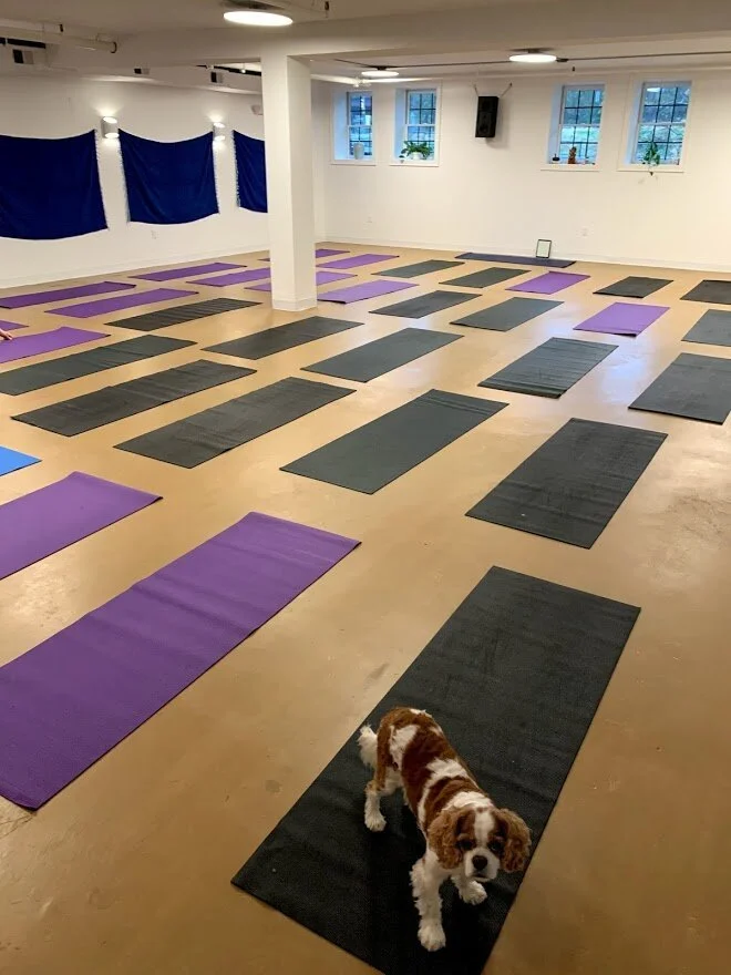 Yoga with dogs