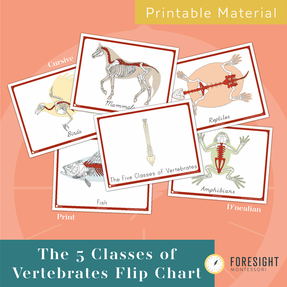 The 5 Classes of Vertebrates Flip Chart — Foresight Montessori