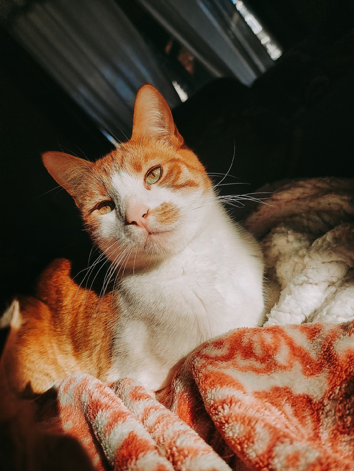 With April comes #NationalPetDay 🐱🤍🐶 An honorary #OneTeamTuesday from our favorite furry family members 🥳S/O to the pets for being the best companions and a special part of our safe spaces 🏠 #SuccessByDesign