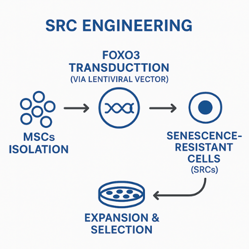 Engineering Senescence-Resistant Stem Cells to Reverse Aging in Primates