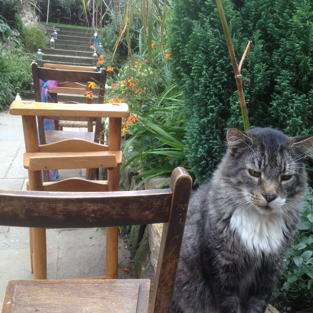 gallery Moroccan chairs outside cat.jpg