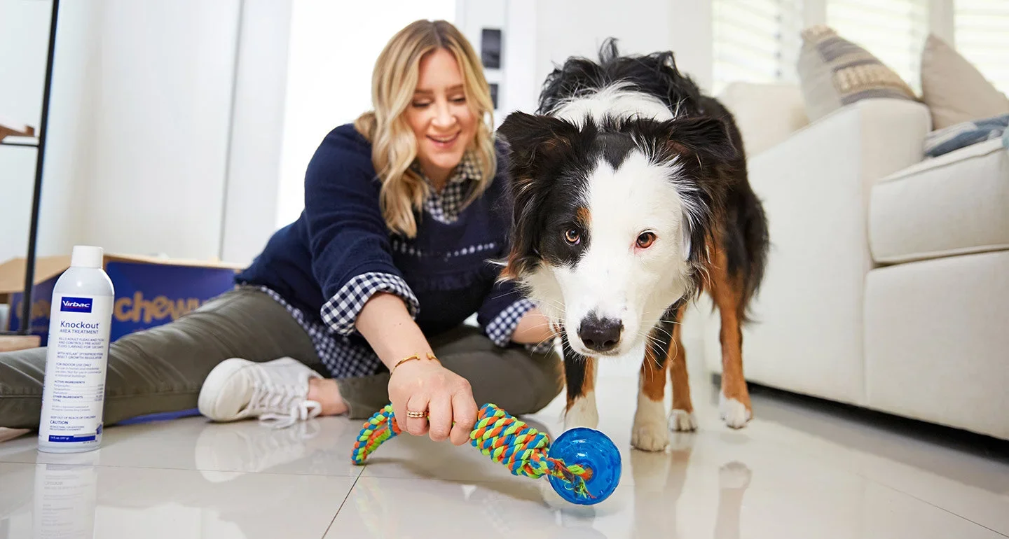 flea-treatment-for-your-home.webp