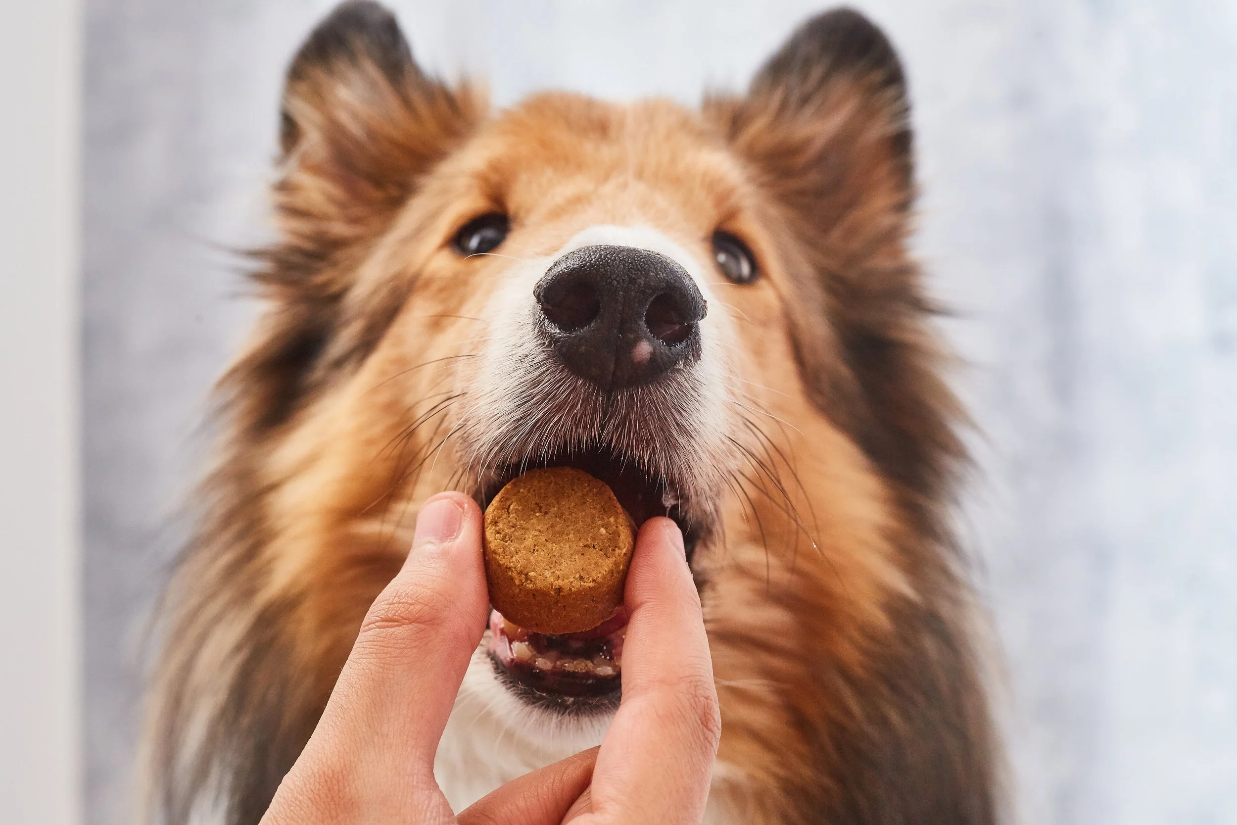 PL_Landmark_CrunchyBuscuits_Dog_2 7.jpg