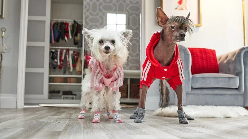 Chewy+Winter+Apparel.webp