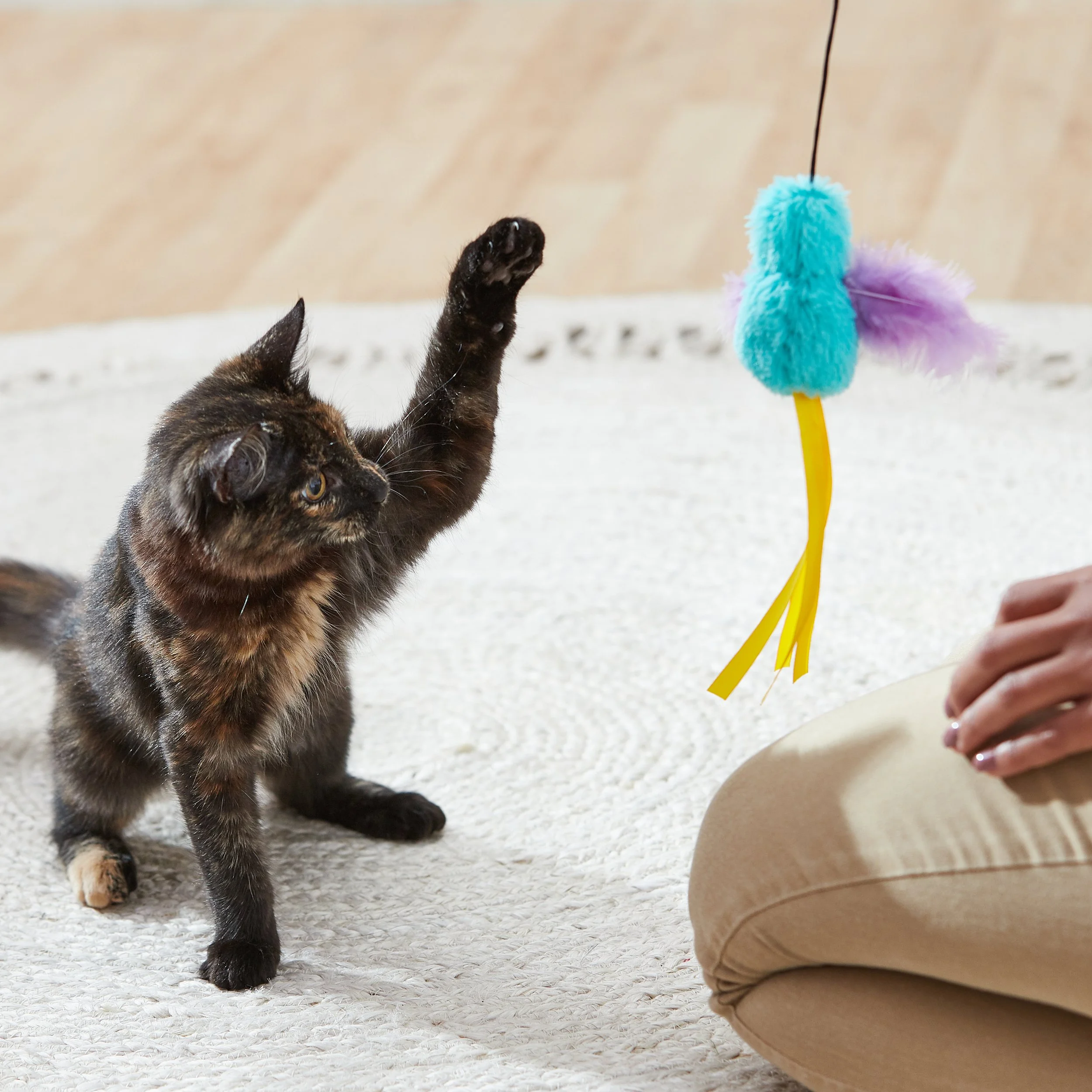 161198_NewPetCampaign_Cat_SQUARE 9.jpg