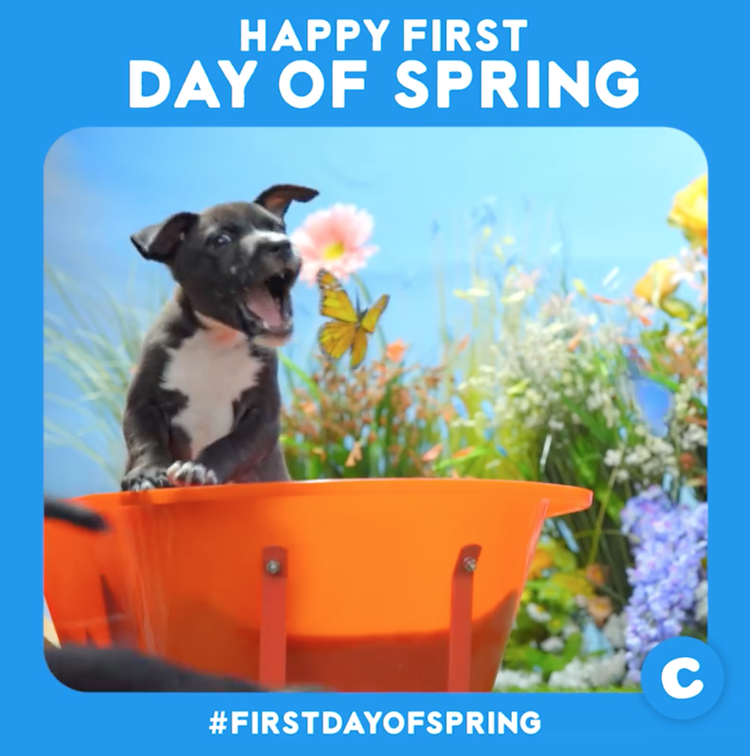 NationalPuppyDay_2.webp