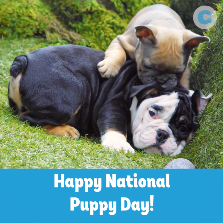 NationalPuppyDay_1.webp