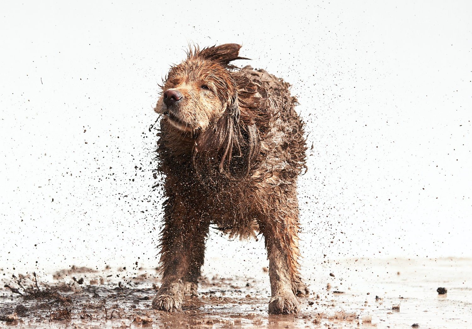 Ruff+Mudder+1.webp