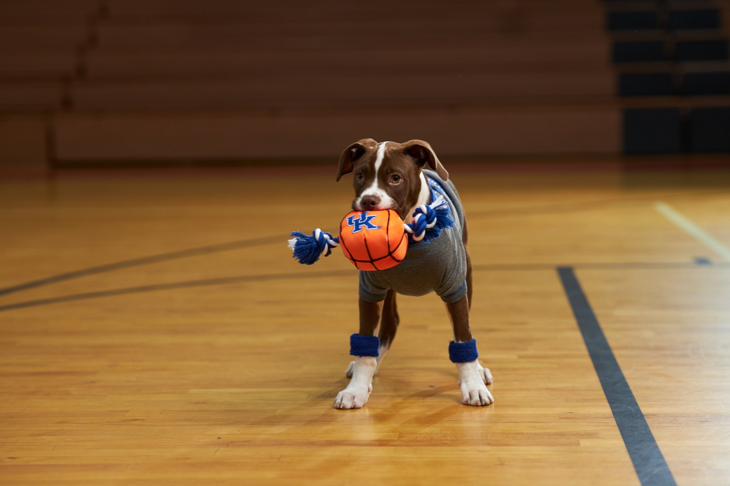 BarkMadness_DigitalAssets_BasketballCard_TheChewer02.jpg