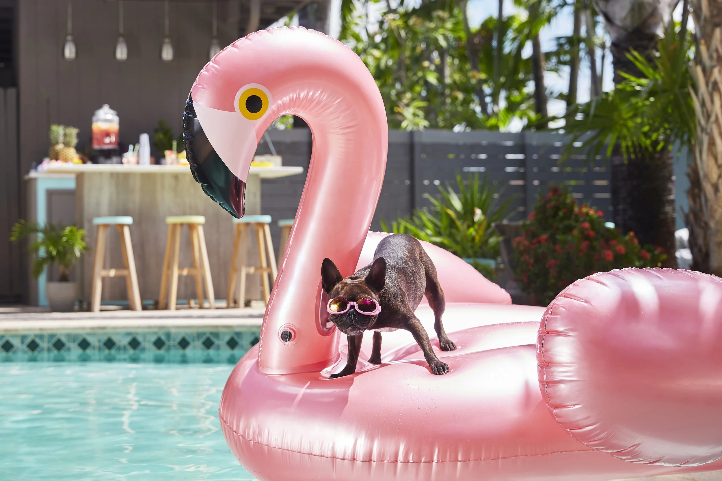 DogOnFloatie_335.jpg