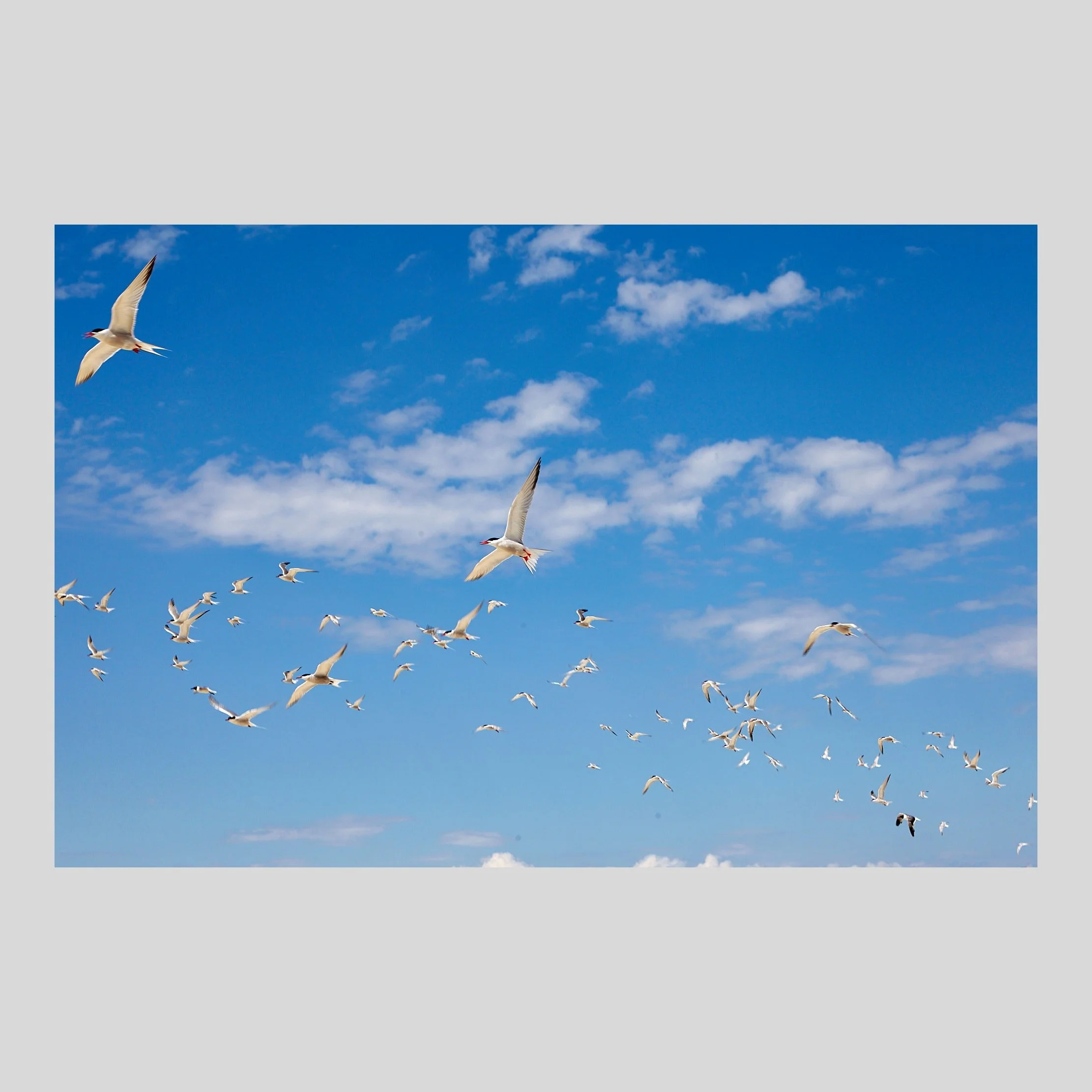 Take Flight